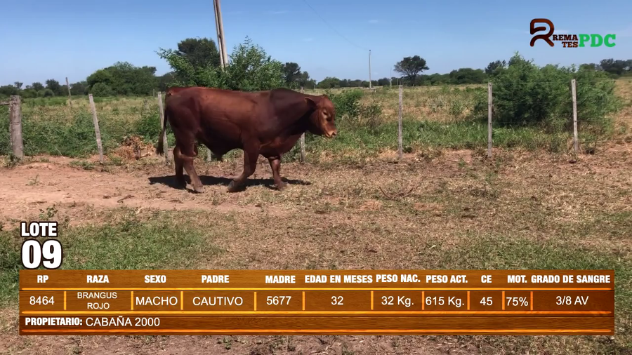 Lote TORO BRANGUS ROJO - CABAÑA 2000