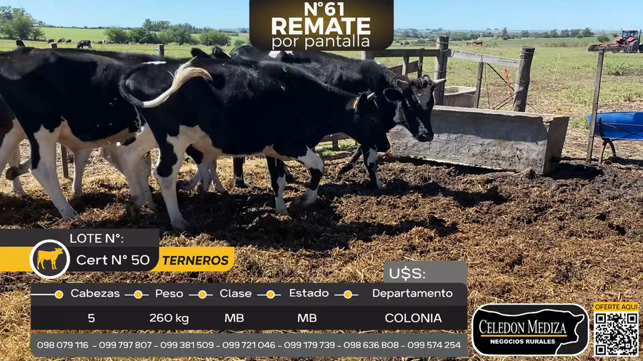 Lote 5 Terneros en Piedra Chata, a 15 km de Cardona,Colonia