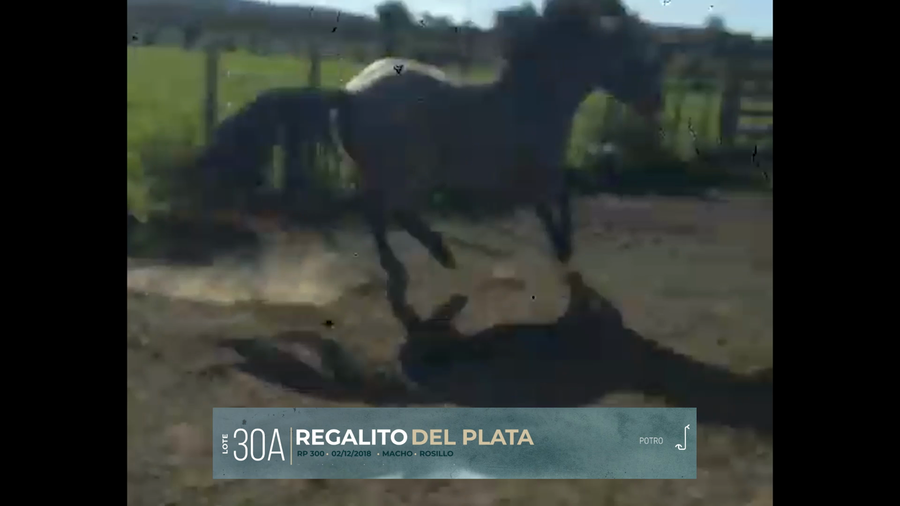 Lote Yeguarizos a remate en Criollos, Montevideo