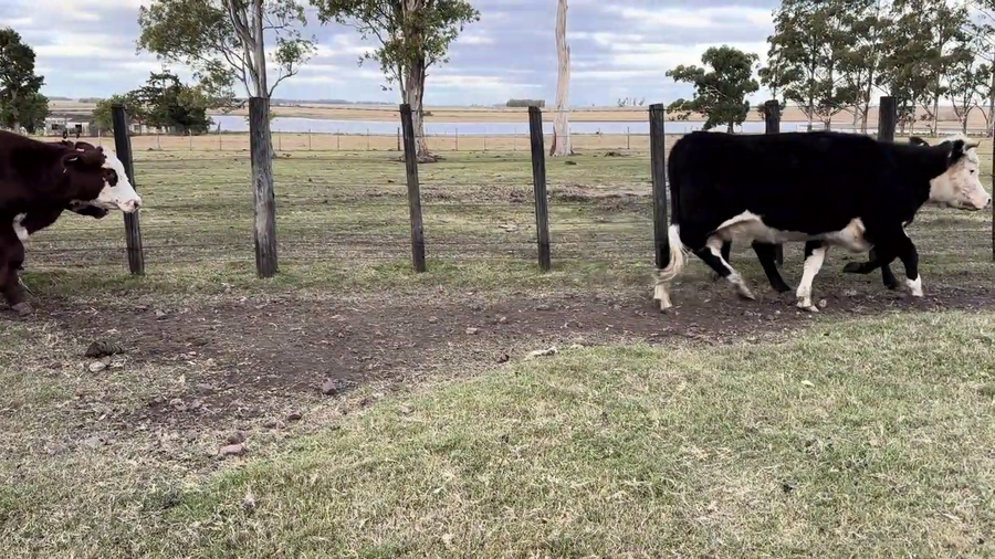 Lote VACAS ENTORADAS