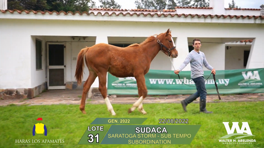 Lote SUDACA
