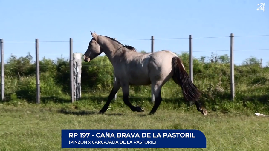 Lote Caña Brava de La Pastoril