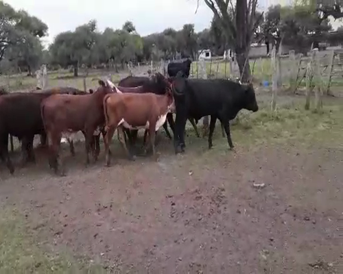 Lote 46 Terneros/as en Esquina, Corrientes