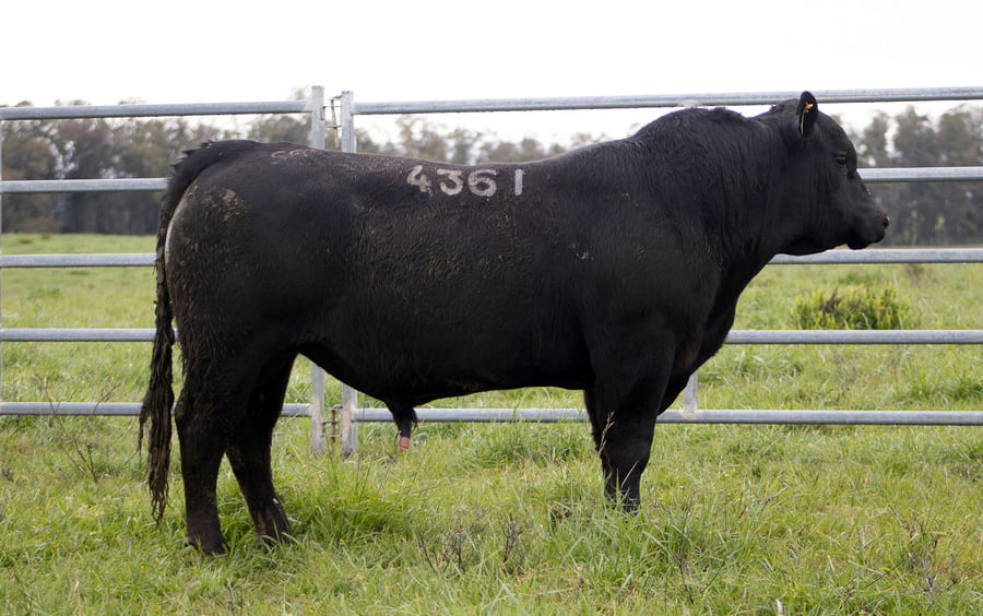Lote ABERDEEN ANGUS SA - Angus NEGROS