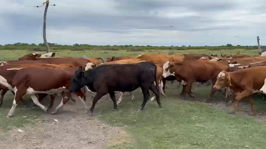 Lote 36 Vacas de invernar