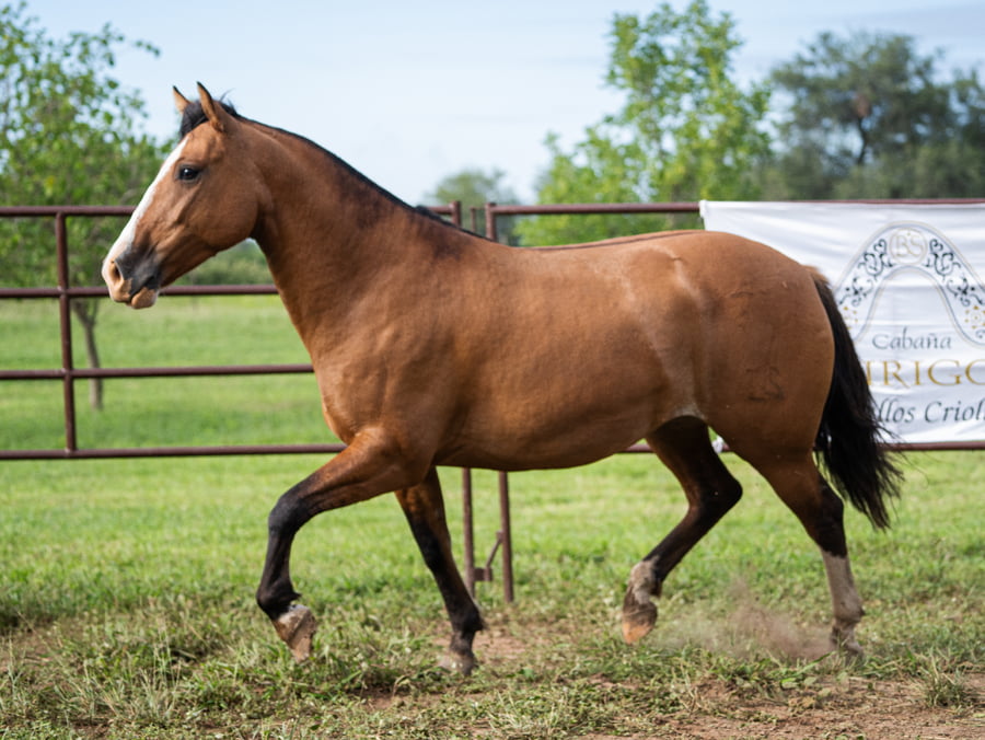 Lote SIRIGOTE EMBUSTERA