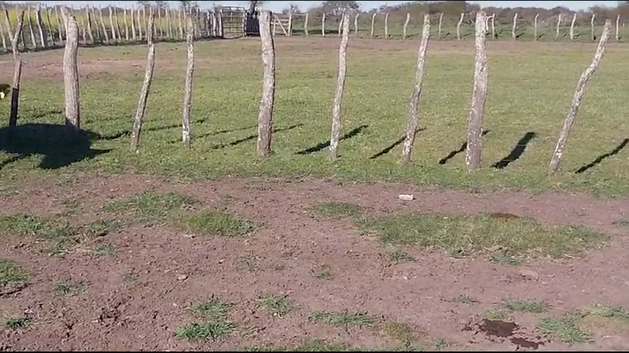 Lote 23 Vacas de invernar en Santa Elena, Entre Ríos