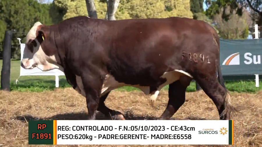 Lote TOROS BRAFORD 2023