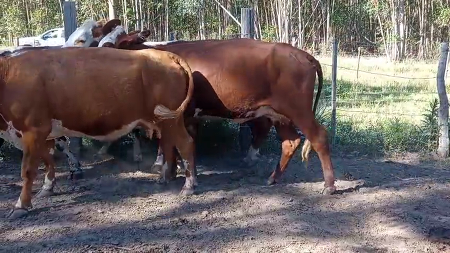 Lote 4 Vacas de invernar en Corrientes, Monte Caseros