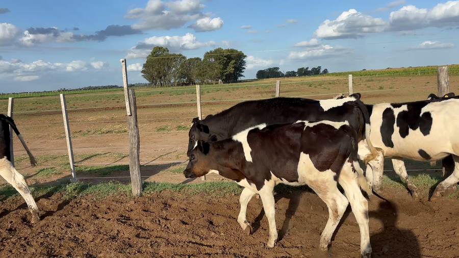 Lote 25 Terneros Holando en Macachín
