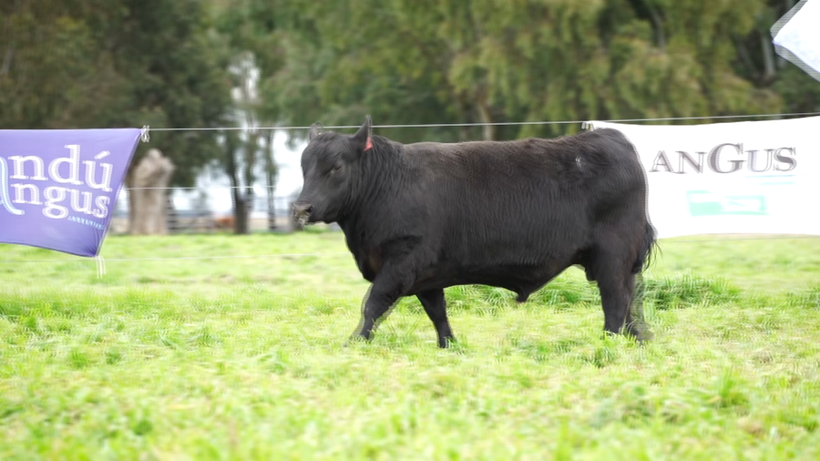 Lote Toros PC Negro