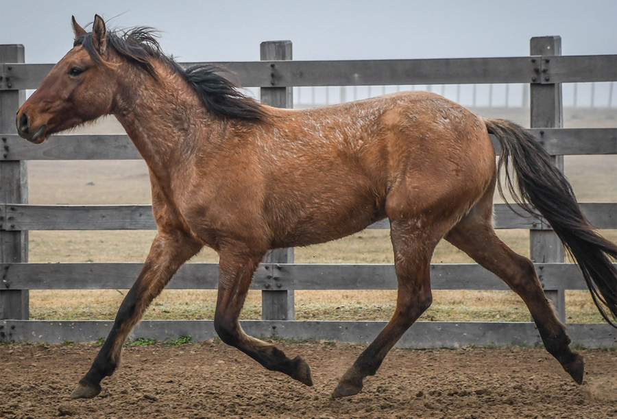Lote VERDES MARES TRASNOCHADO