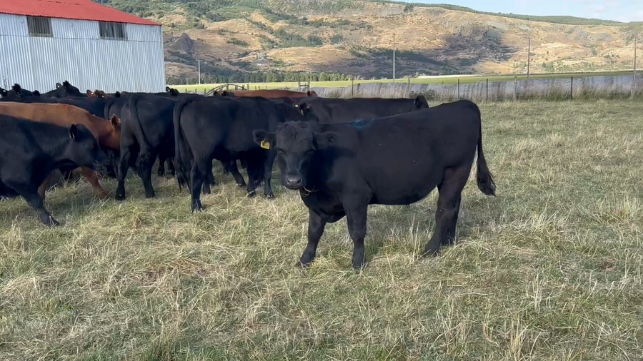 Lote 50 Novillo Engorda en Coyhaique, XI Región Aysén