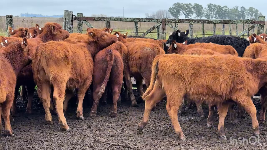 Lote 30 Terneras