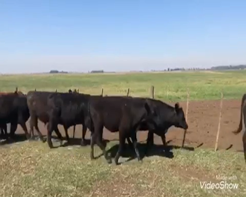 Lote 66 Terneros/as en América, Buenos Aires