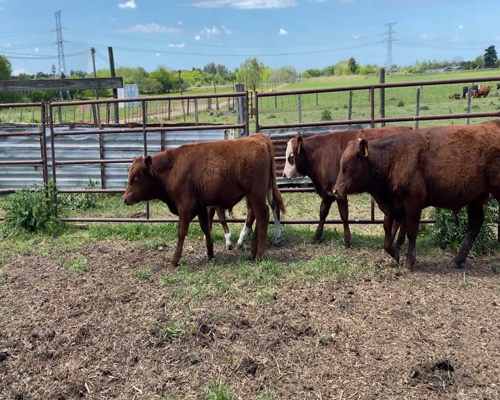 Lote (Vendido)6 Terneros 3 HE X RA,  2 RA,  1 CH a remate en #11 Remate de Pantalla 184kg - , Colonia