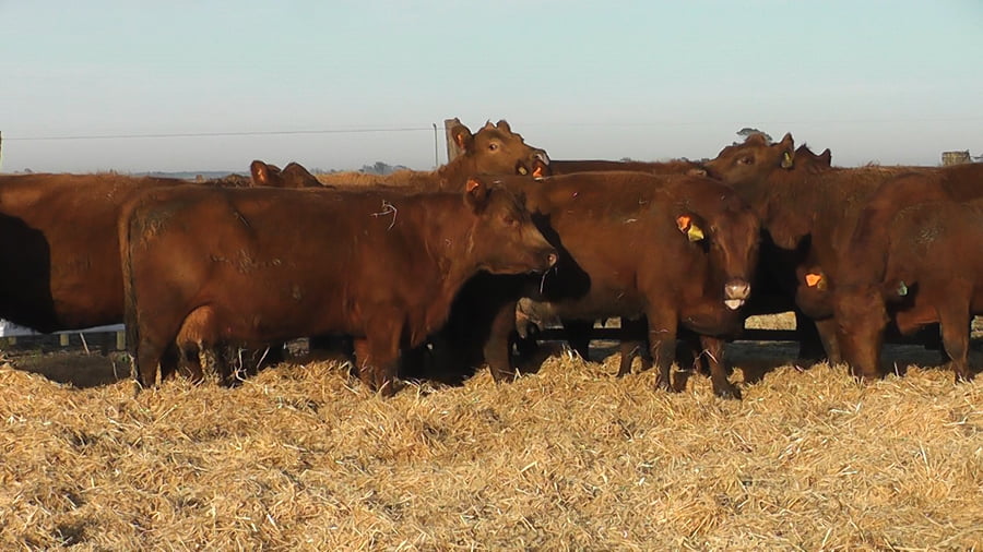 Lote VACAS COLORADAS CARAVANA NARANJA LADO DERECHO