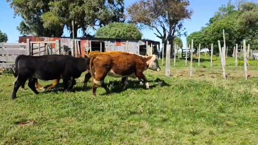 Lote 18 Vaca a remate en Pantalla Camy, San José