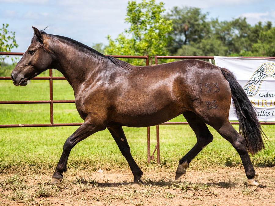 Lote SIRIGOTE PENUMBRA
