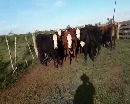 Lote 40 Novillos en Villaguay, Entre Ríos