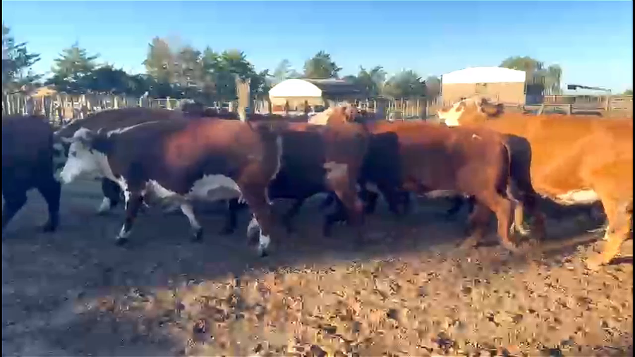 Lote 23 Vacas p/ faena