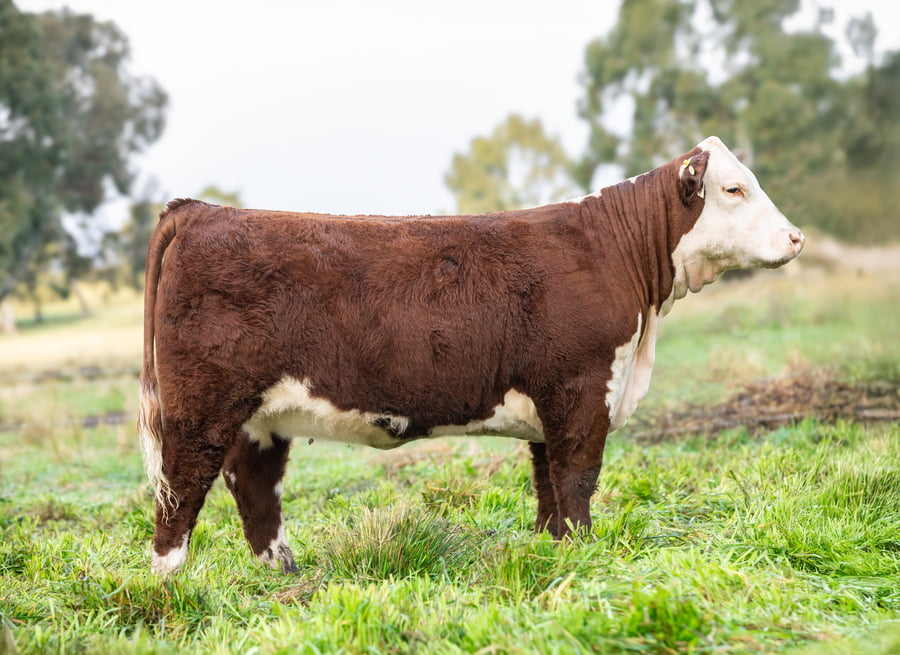 Lote Terneras PP