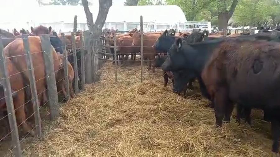 Lote "Corral 181 Vaq. AA Con Cria Generales ""GAMO SA"""