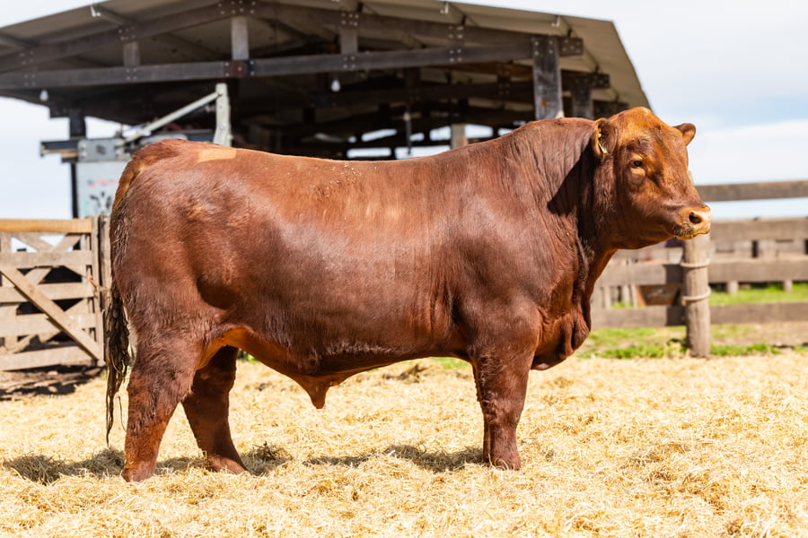 Lote Toro PC