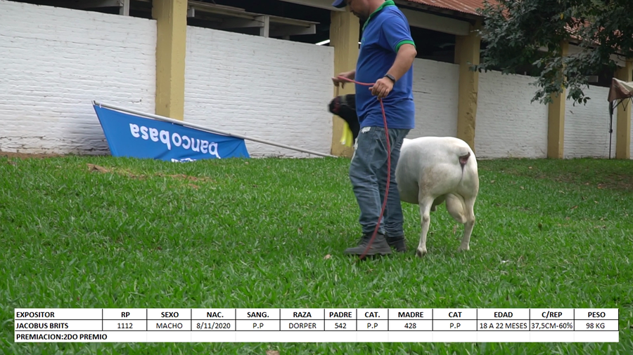 Lote Dorper Expo Internacional 2022 - Lote 42