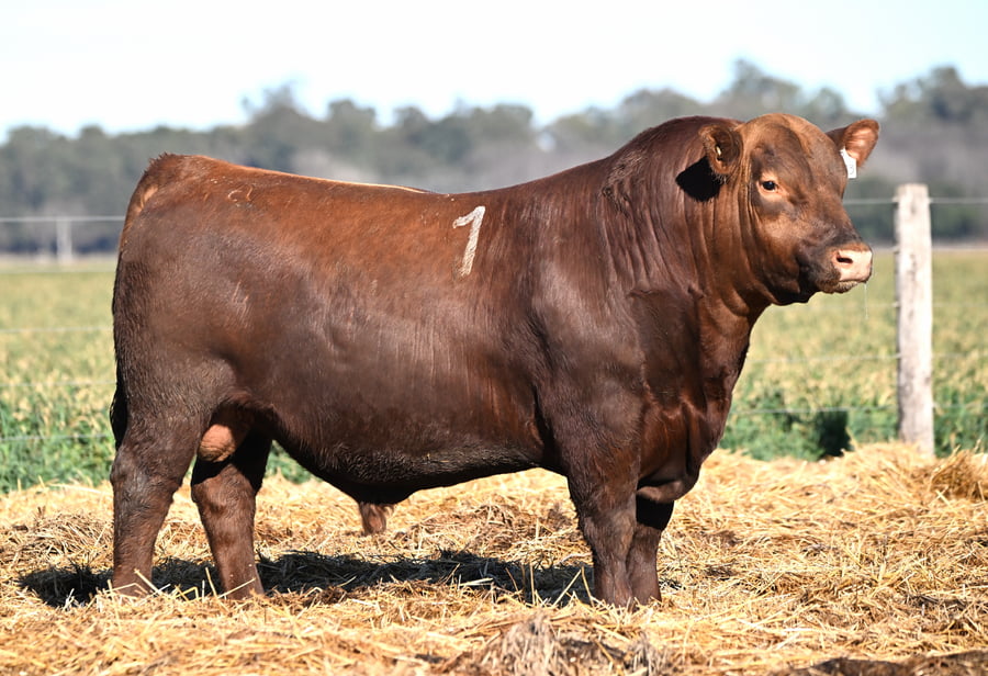 Lote TORO ANGUS PC
