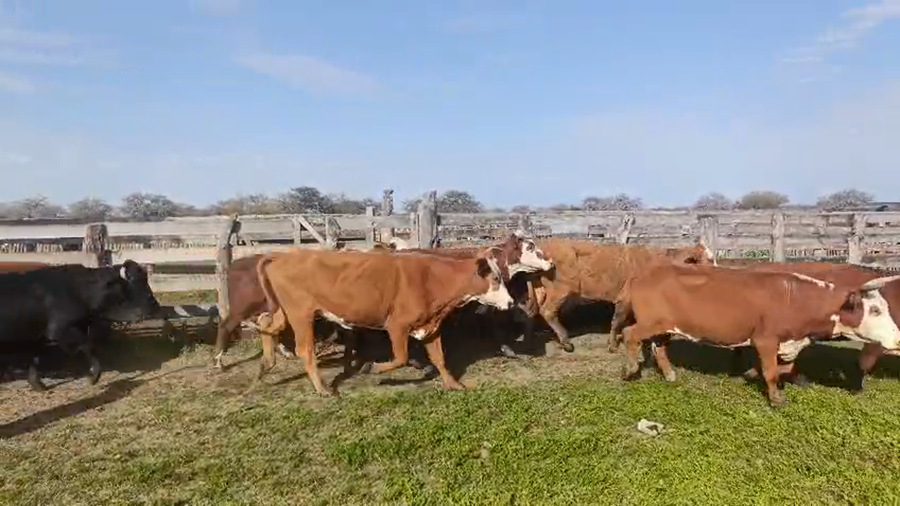 Lote 35 Vacas de invernar