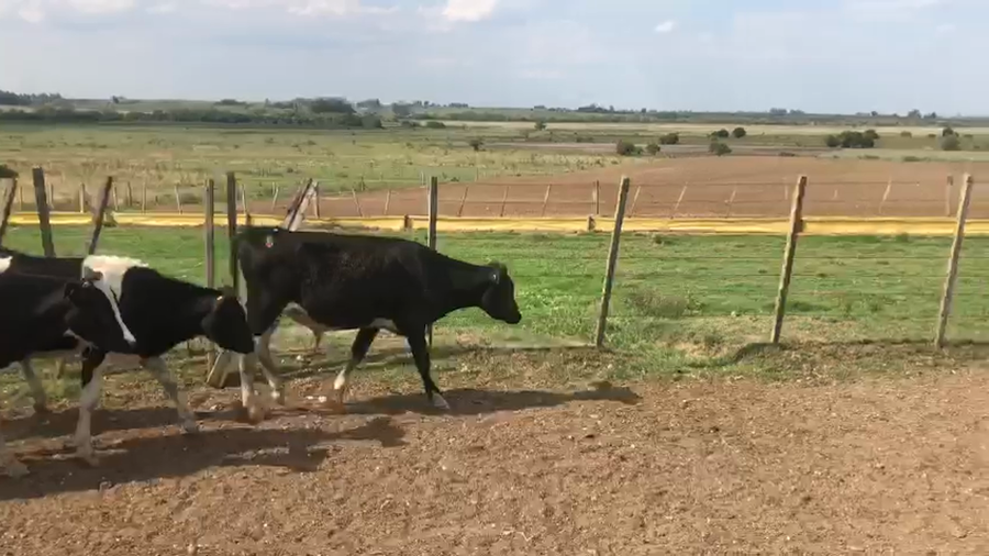 Lote 70 Terneros Holando a remate en Pantalla Camy en Tala