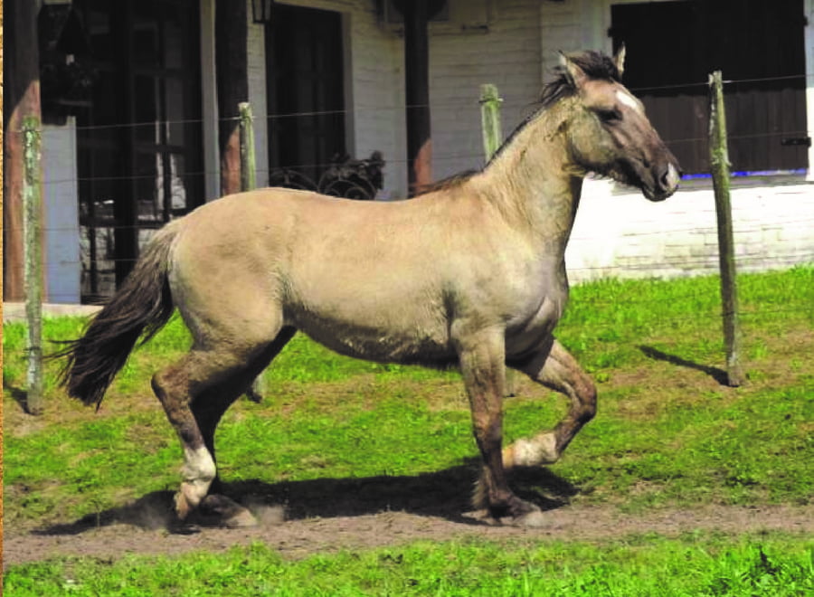 Lote RP 131 - FIRMEZA BRISEIDA DO SAPUCAI