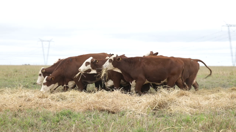 Lote Vaquillas señal 3 preñadas de otoño REMATE AGOSTO 2026
