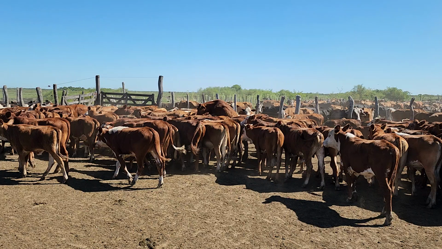 Lote 240 Terneros en Itatí, Corrientes