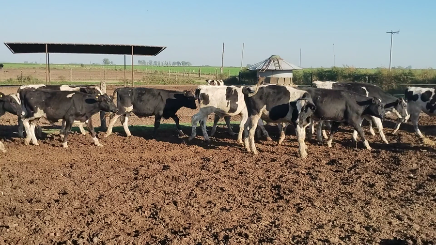Lote 47 Novillitos Holando Argentino en Porteña, Córdoba