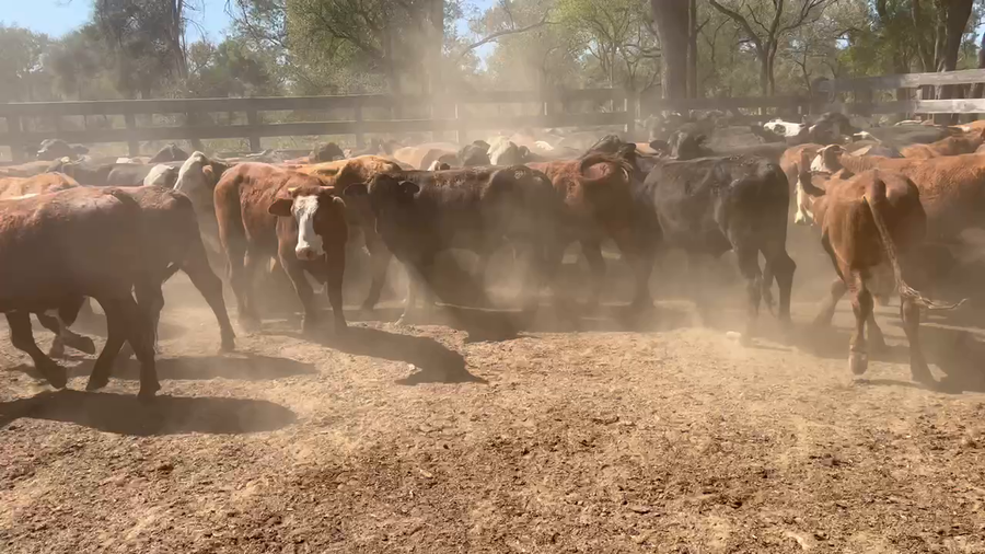Lote 70 Novillitos en Juan José Castelli, Chaco
