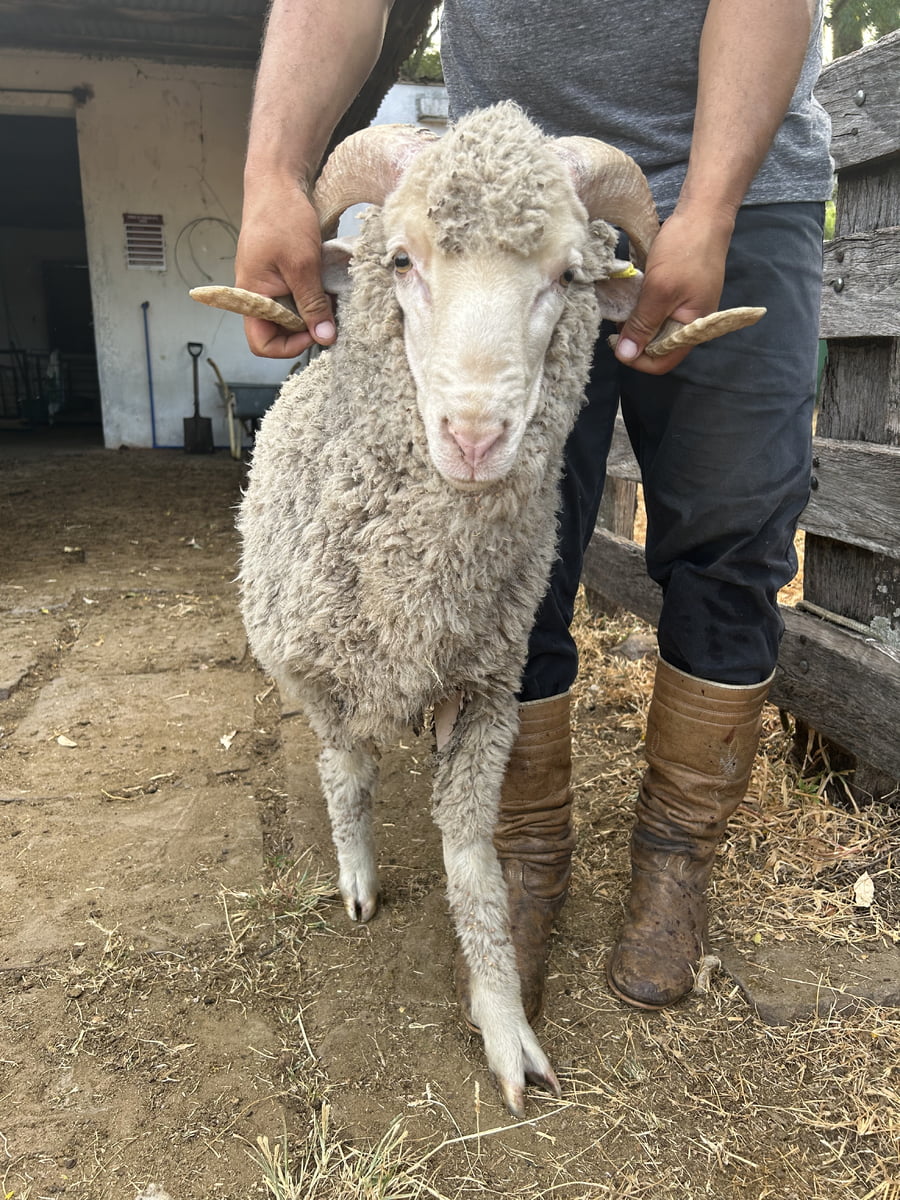 Lote Borrego 2D (MO: Si)