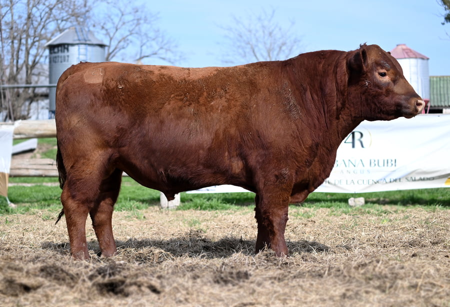 Lote TOROS PUROS CONTROLADOS