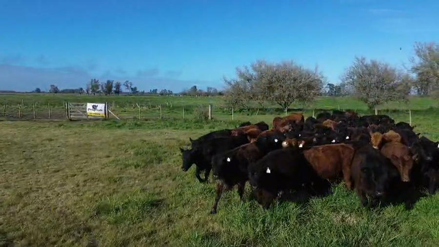 Lote 55 Vaquillonas