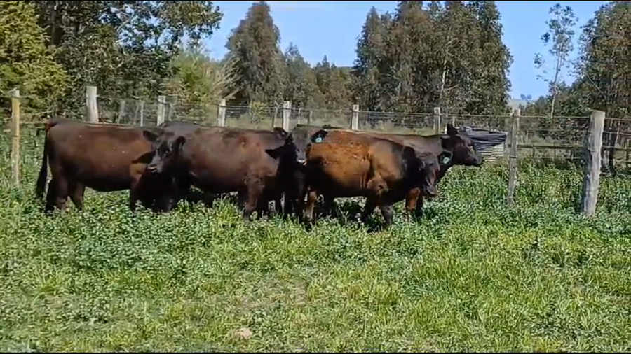 Lote 6 Terneras ANGUS a remate en Remate Presencial en OMBUES DE LAVALLE