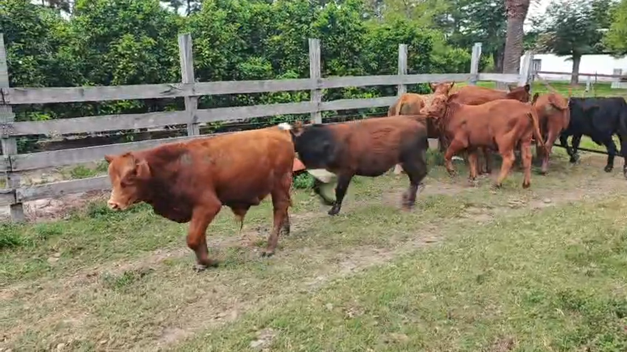 Lote 18 Terneros/as en Entre Ríos, Chajarí