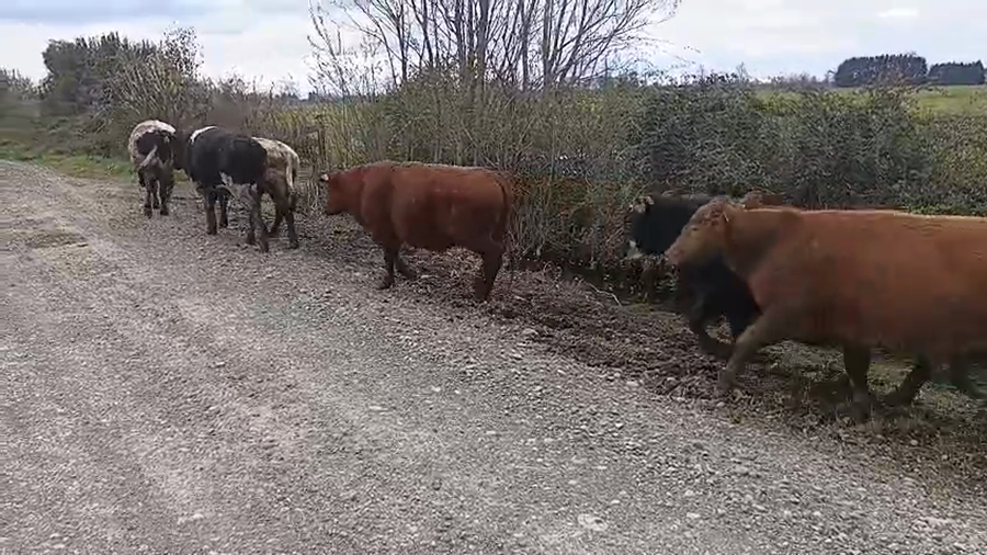 Lote 50 Novillo Engorda en Osorno, X Región Los Lagos