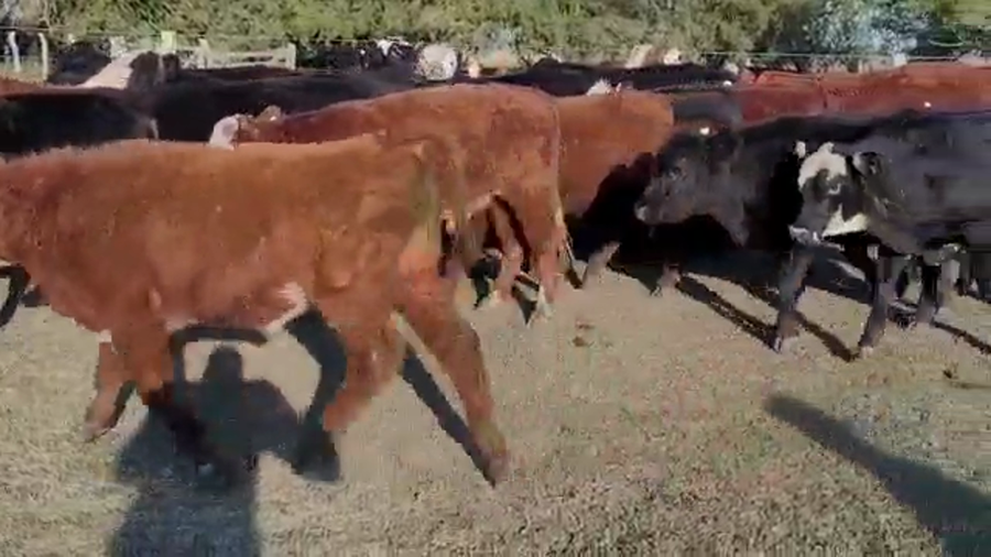 Lote 35 Terneros/as en Villaguay, Entre Ríos