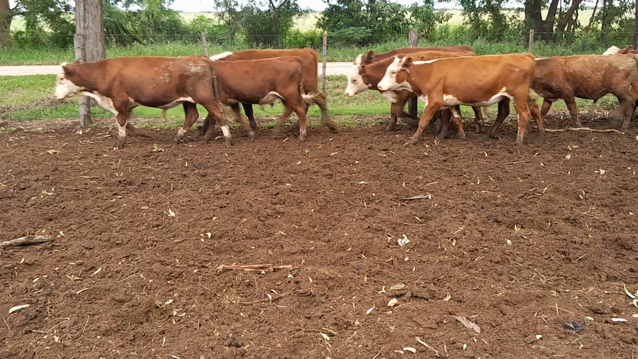 Lote 22 Terneros Braford en Col. Tacurales, Santa Fe