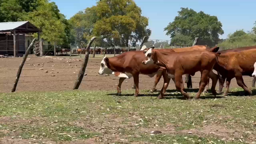 Lote 190 Vaquillonas en Corrientes, Mercedes