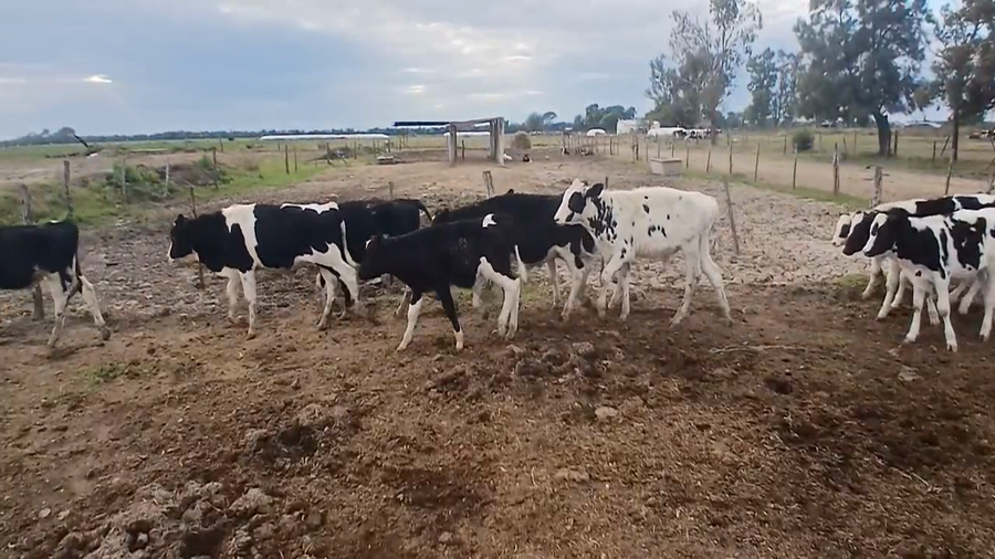 Lote 15 Terneros Holando Argentino en Sunchales, Santa Fe