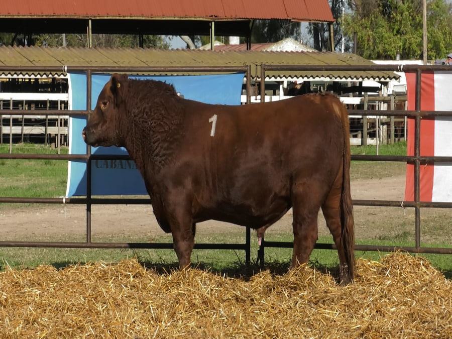 Lote TOROS ANGUS COLORADOS PC