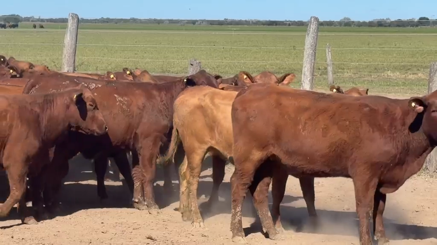 Lote 54 Vaquillonas