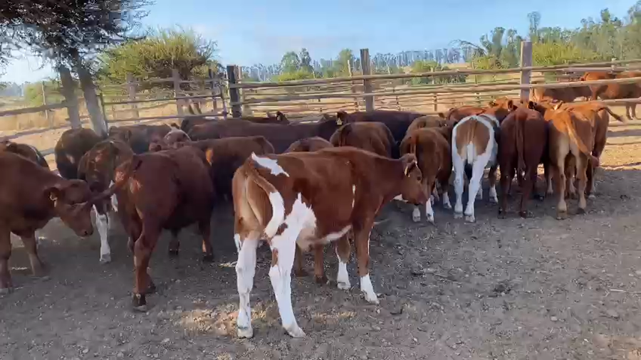 Lote 32 Novillo Engorda en V  Región Valparaíso, Cartagena